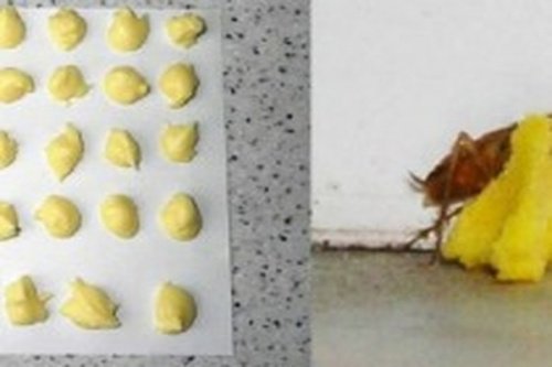 Veneno de ácido bórico e ovo para matar baratas