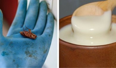 Como acabar facilmente com as baratas em sua casa