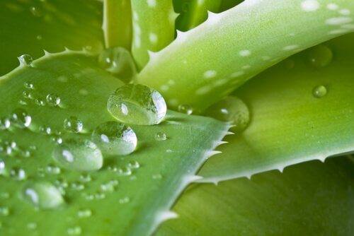 Quais benefícios obtemos do suco de aloe vera?