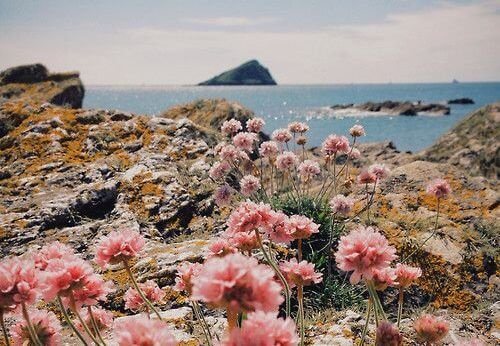 Paisagem-com-flores