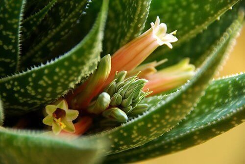 Suco de aloe vera, uma poderosa bebida natural