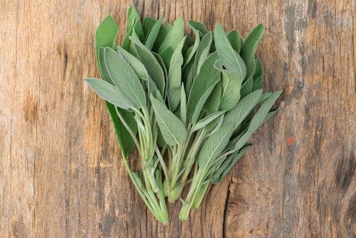 salvia-para-tingir-o-cabelo