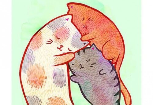 Gatos se abraçando em sua casa