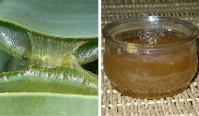 Como preparar uma saudável geleia de aloe vera