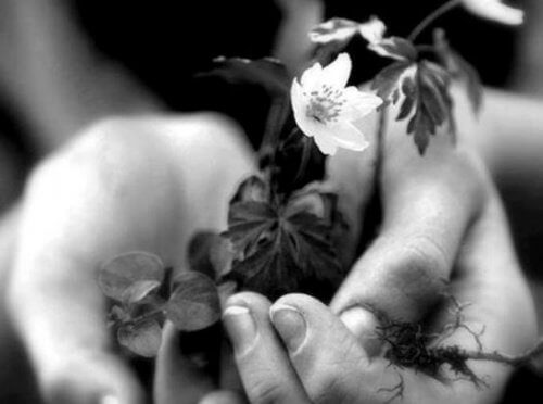 Flor para o cérebro