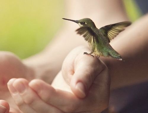 Desapego não significa que você não deve possuir nada, mas que nada pode prendê-lo