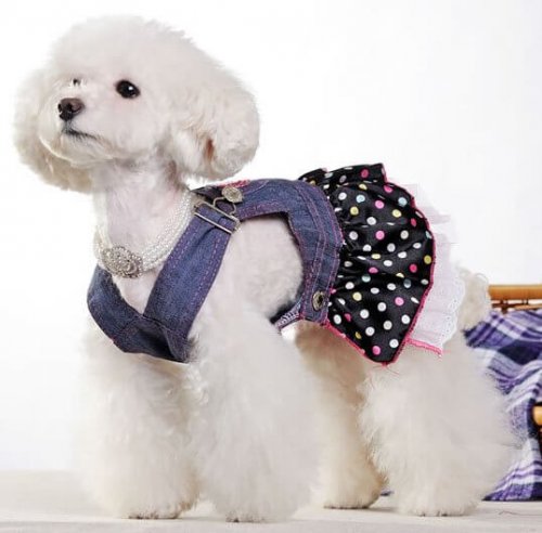 roupa-cachorro-jeans