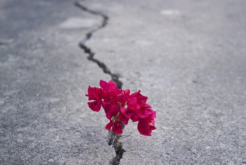 flor-representando-força-e-resiliência