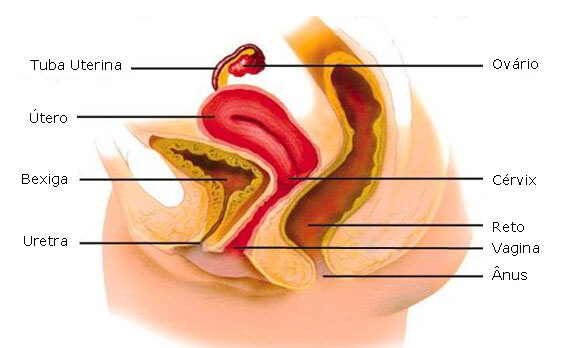 sistema_reprodutor_feminino_assoalho_pelvico
