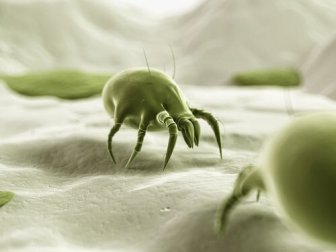 Você sabe quantos ácaros vivem na sua cama? Descubra como eliminá-los
