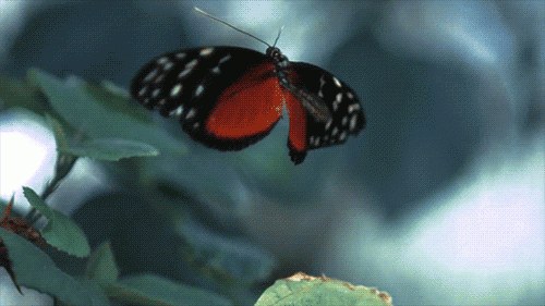 Borboleta representando o bom da natureza