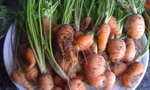 cultivar-cenouras-em-casa
