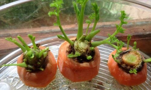 Como cultivar cenouras em casa: você gostaria de tentar?