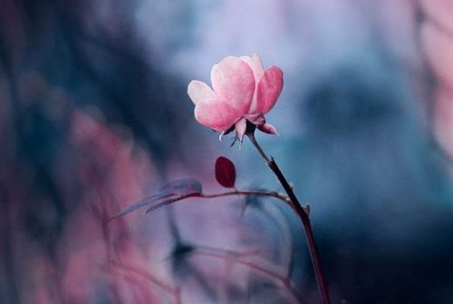 flor-cor-de-rosa