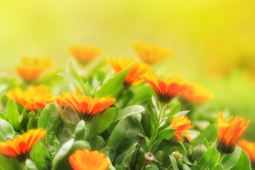 flores_de_calendula
