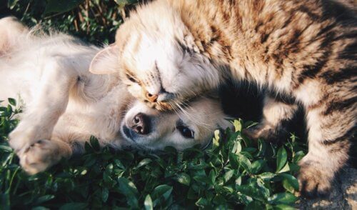 gato_cao_amigos