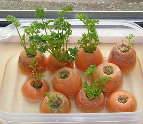 Replantar cenouras em casa