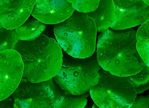 centella-asiatica