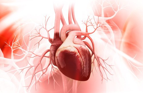 Mirtilos melhoram a saúde cardiovascular