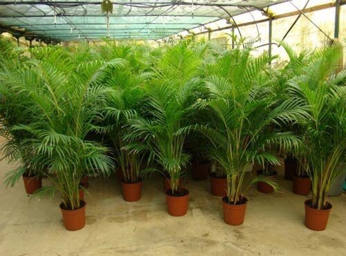 Planta palma areca