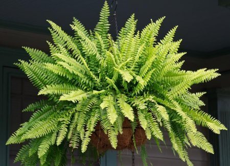 Planta Samambaia