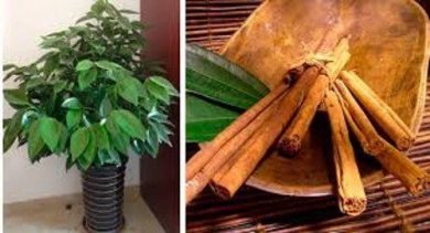 Aprenda a cultivar canela em casa