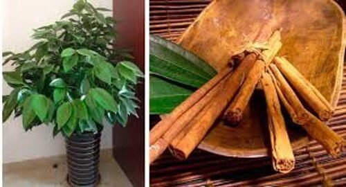 Aprenda a cultivar canela em casa