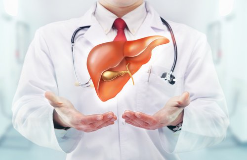 Médico mostrando o fígado