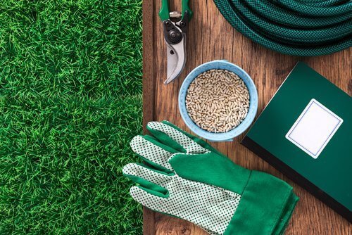 Dicas para cultivar mirtilos em casa