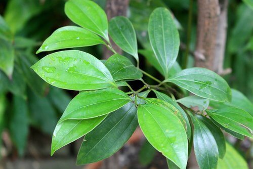 Aprenda a cultivar canela em casa