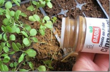Você sabia que pode usar canela nas plantas?