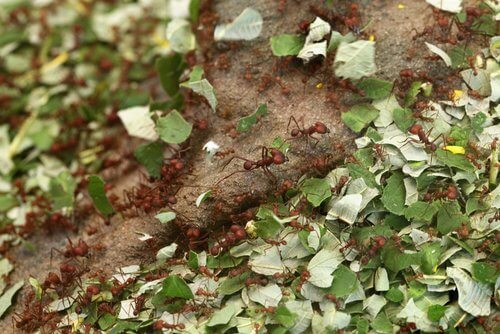 usos-canela-na-jardinagem