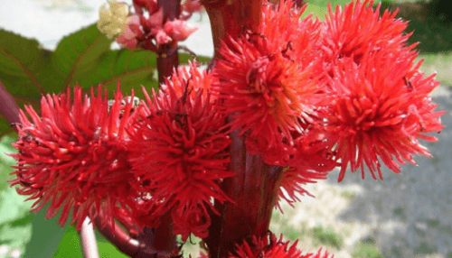 oleo-de-ricino