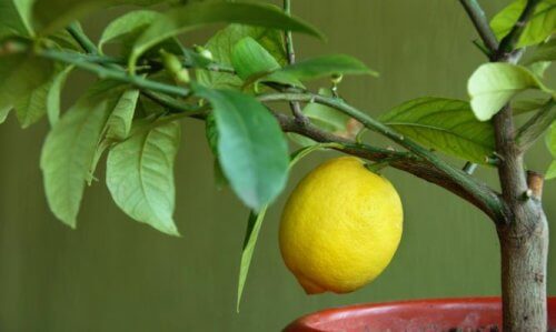 4 árvores frutíferas para cultivar em casa
