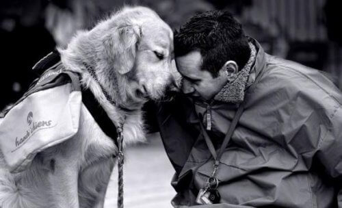 Tenha um cachorro e combata a nostalgia Tenha um cachorro e combata a nostalgia