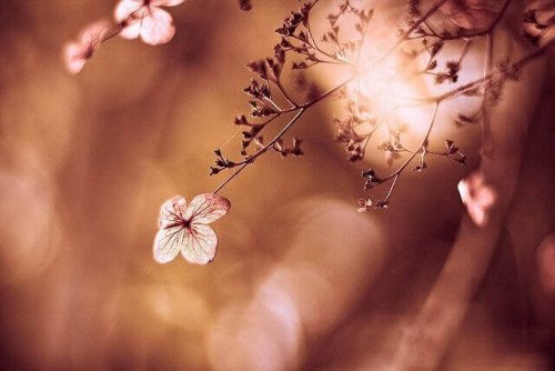 flor-delicada