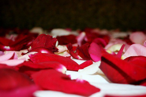 petalas_de_rosas