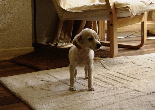 Cão sem pulgas dentro de casa