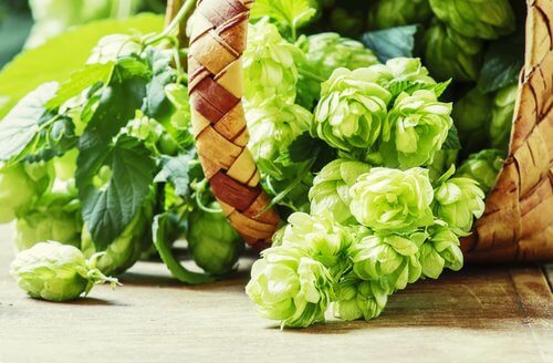 Flor de lúpulo