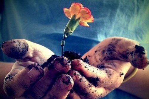cultivo da flor representando a paciência e o amor no budismo