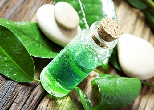 Õleo de melaleuca para combater piolhos
