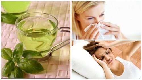 8 benefícios de consumir chá de manjericão todos os dias
