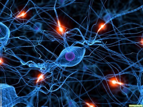Neuronios do corpo