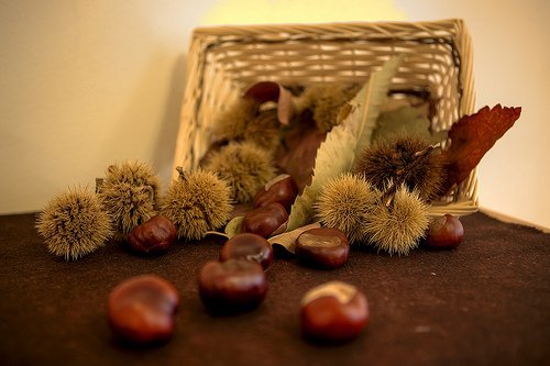 eliminar as varizes com castanha-da-índia