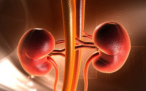 4 receitas para desintoxicar os rins