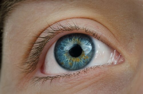 Mirtilos favorecem a saúde ocular.