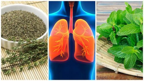 8 ervas que você pode usar para melhorar sua saúde pulmonar 8 ervas que você pode usar para melhorar sua saúde pulmonar