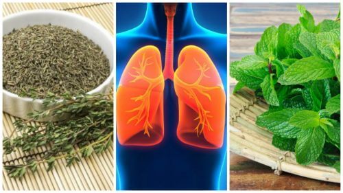 8 ervas que você pode usar para melhorar sua saúde pulmonar
