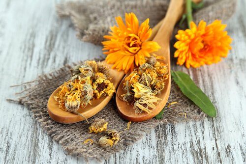 calendula-para-combater-varizes