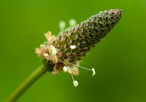 Tanchagem para tratar intestino irritável